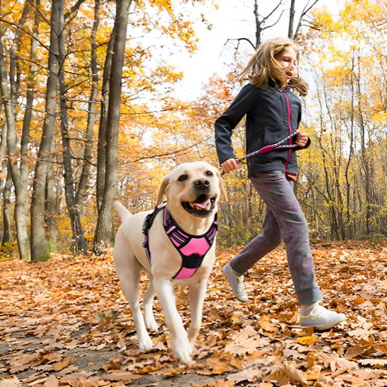 promenade foret harnais pour chien