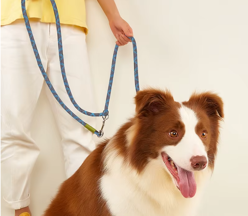 rando chien assis laisse mains libres chien