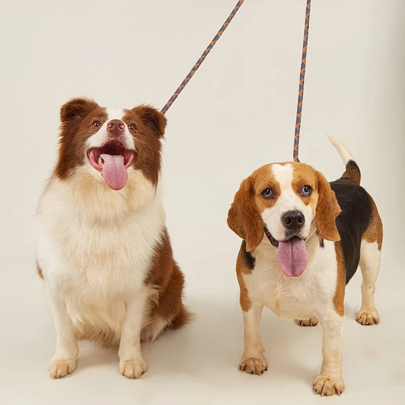 rando sorties deux chien laisse mains libres chien