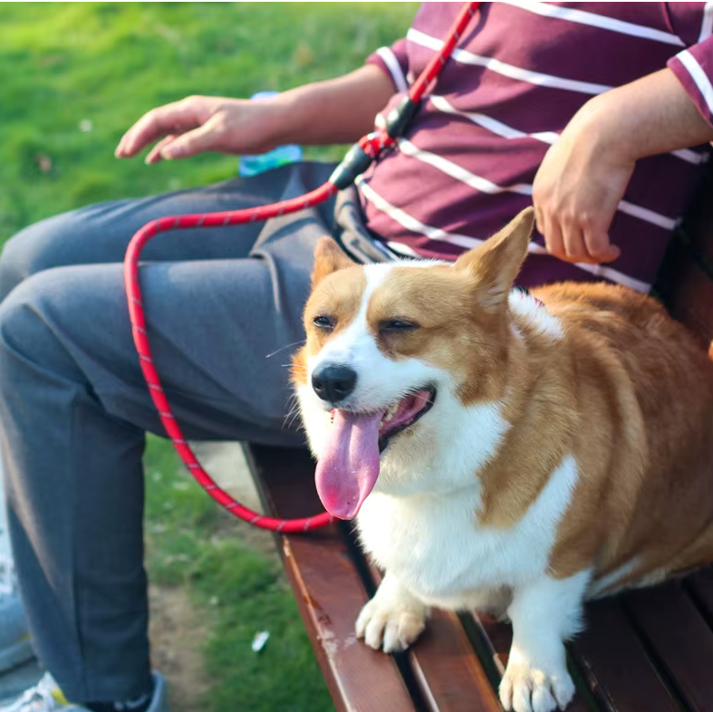 résistance style homme assis laisse chien mains libres