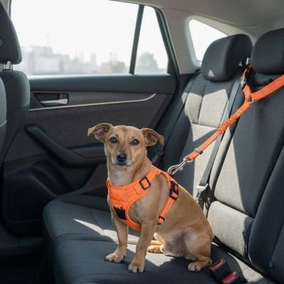 RoadDog Safety ceinture de sécurité pour chien orange fluo réglable