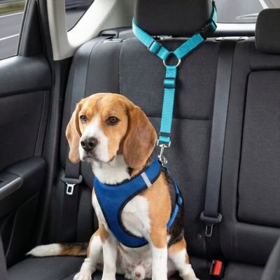 Safepaw Strap Ceinture de sécurité pour chien bleu ciel