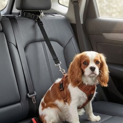 Safepaw Strap Ceinture de sécurité pour chien noir