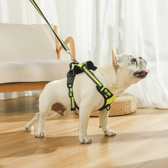 salon appartement bouledogue harnais pour chien