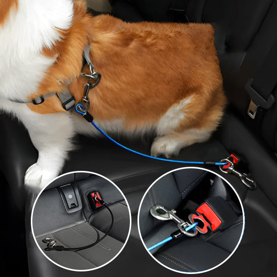 Sécurité voiture laisse pour chien