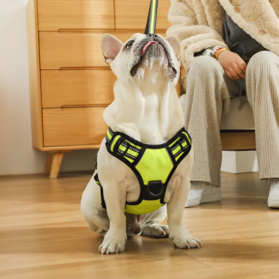 sejour harnais pour chien vert fluo