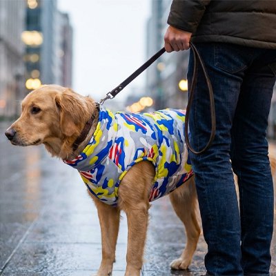 Sous la pluie un chien porte Manteau Chien