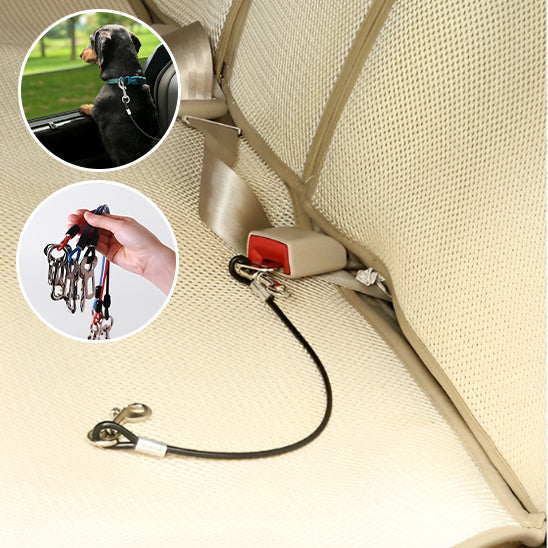 Spécial laisse pour chien voiture