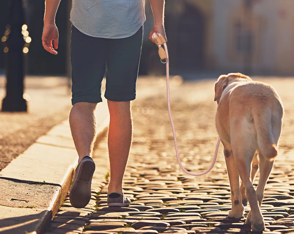 sport actif homme promène chien laisse mains libres pour chien