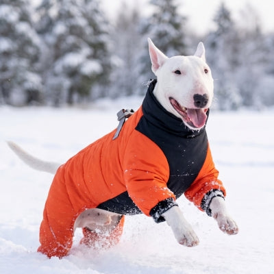 Staff saute de joie neige manteau pour chien