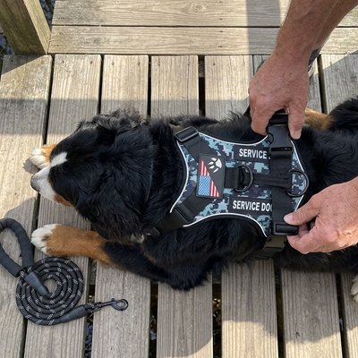 Trailbuddy harnais chien allongés sur terrasse bois 