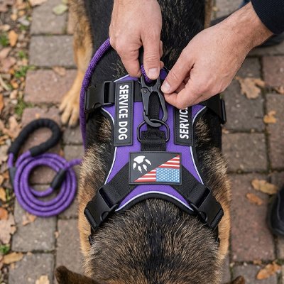 Trailbuddy harnais chien violet met la laisse assortie