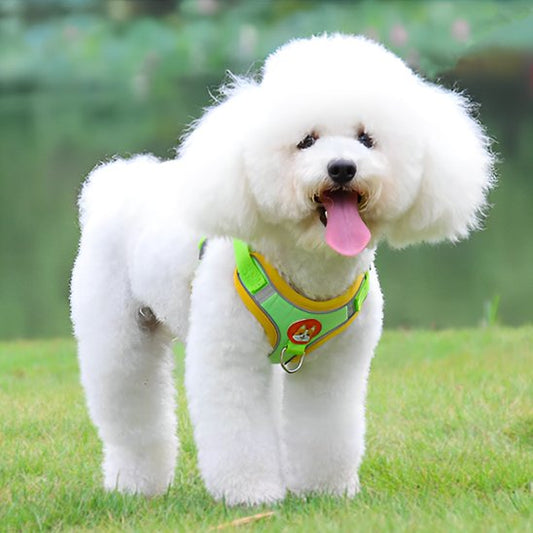 un caniche harnais pour chien vert
