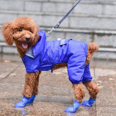 Un caniche marche dans flaque eau bottes pour chien