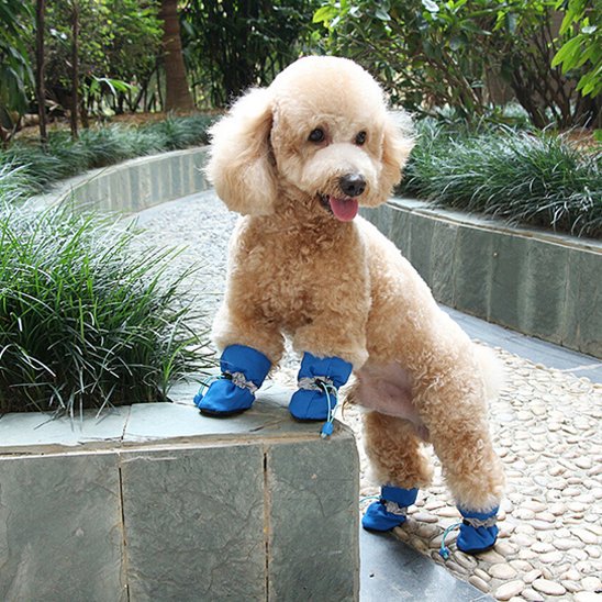 Un caniche pattes de devant sur bordure avec Chaussures chien​