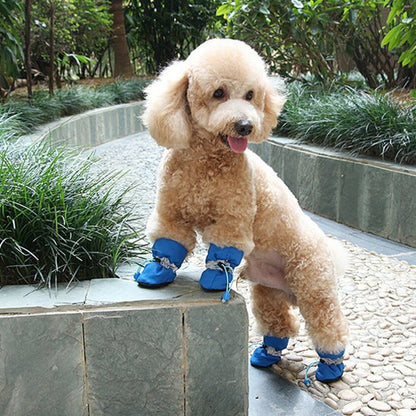 Un caniche pattes de devant sur bordure avec Chaussures chien​