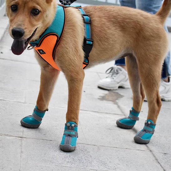 Un chien sur le trottoir nous regarde avec chaussure chien