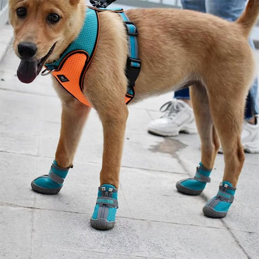 Un chien sur le trottoir nous regarde avec chaussure chien