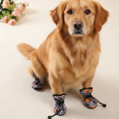 Un jeune chien assis avec ces chaussures pour Chien
