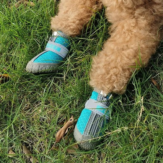 un petit chien montre ces pattes avec ces chaussure chien
