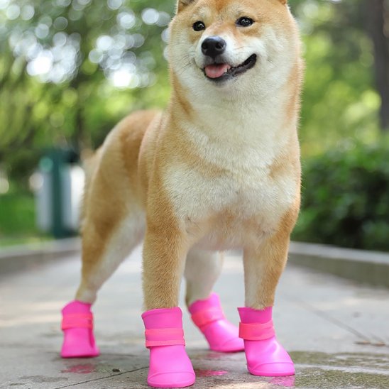 un toutou prêt à partir en balade avec chaussure chien 