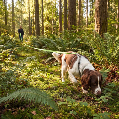 Une balade forêt fougères longe pour chien