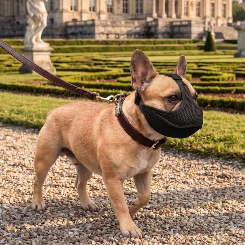 Une balade parc château muselière adaptée aux chiens brachycéphale