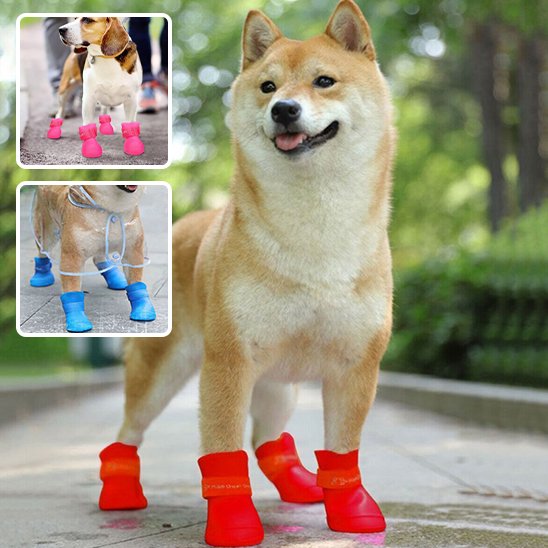 Une paire rouge de chaussure chien