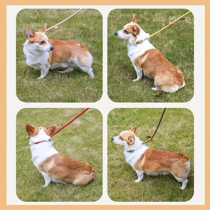 Variantes couleurs laisse pour chien