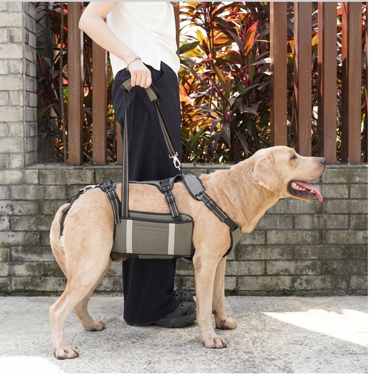 Vieux labrador se balade avec harnais levage chien gris