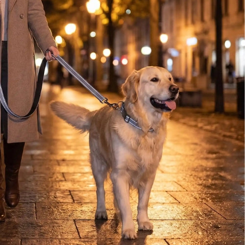 Visiblilité nocture bandes laisse pour chien réflèchissante
