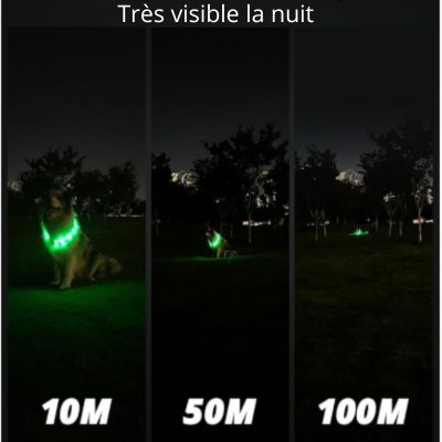 visible nuit collier lumineux chien
