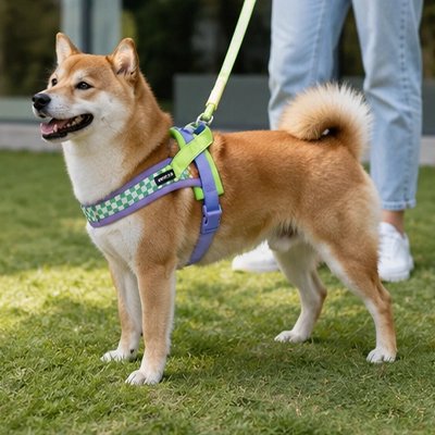 WoufStyle chien prêt à partir en promenade avec son Harnais pour Chien