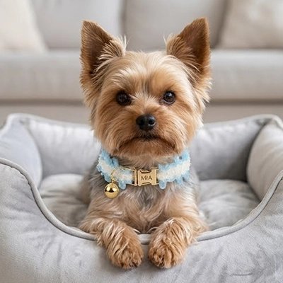 Yorkshire dans panier avec Collier Chien bleu