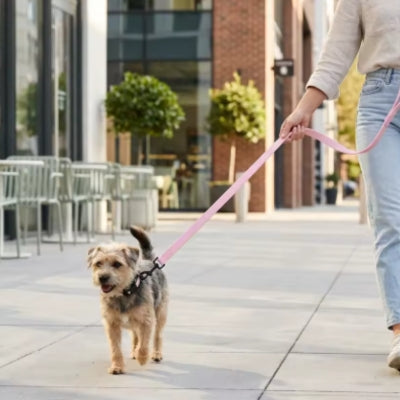 Yorkshire terrier balade laisse pour chien rose