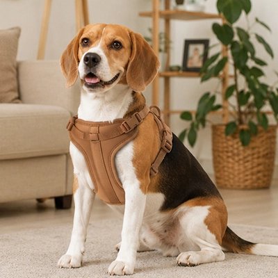 ZenPattes le chien porte fièrement son Harnais chien